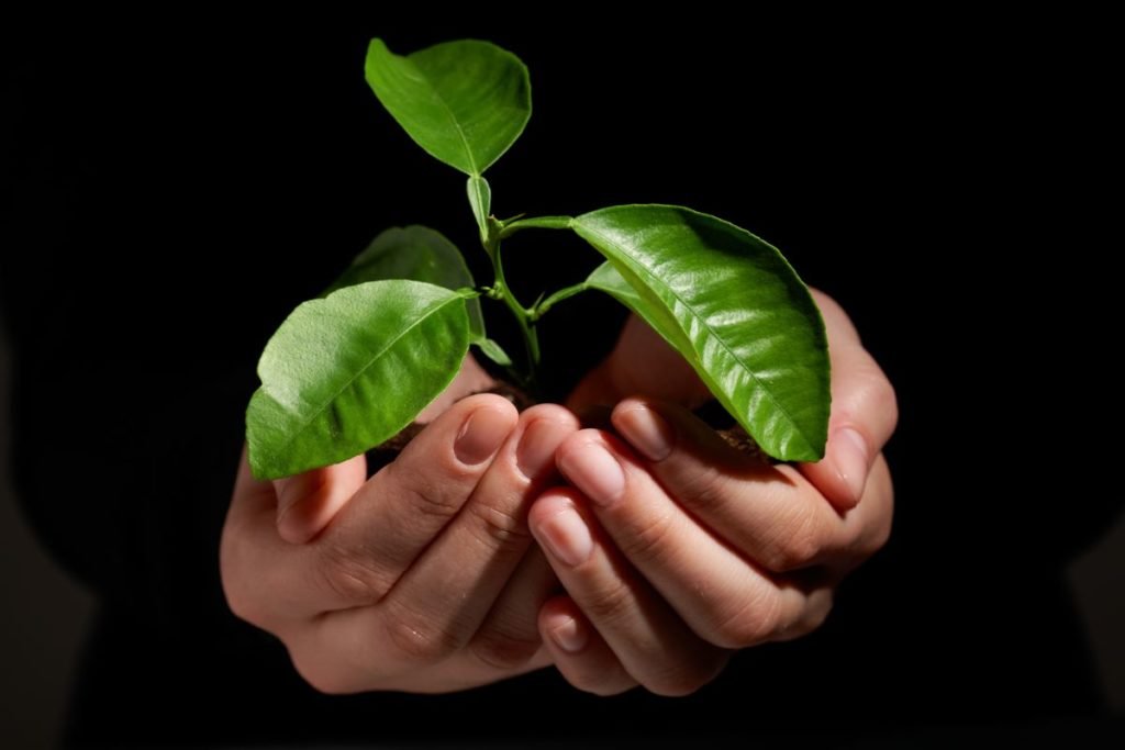 Cupped hands holding a small plant