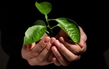 Cupped hands holding a small plant